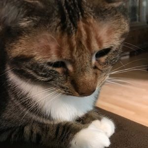 Meet your Posher, Charlotte